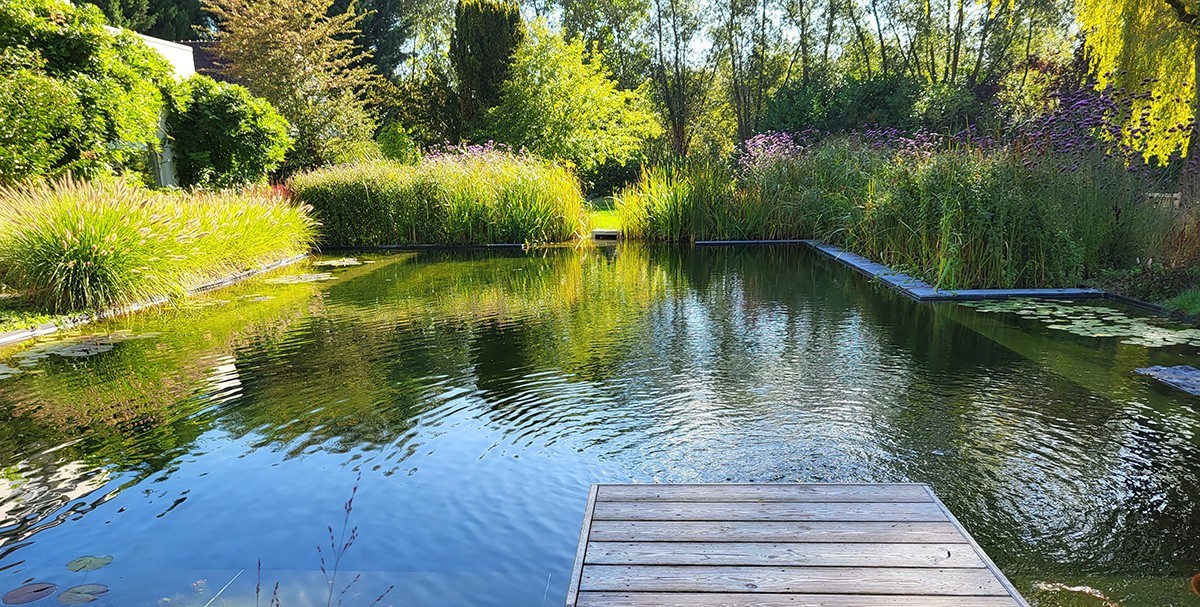Swimming pond surrounded by tall grasses with wooden walkway